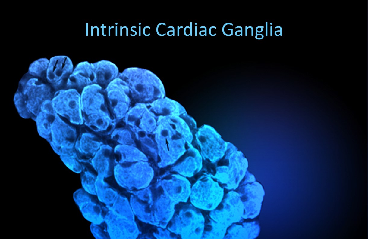 Intrinsic cardiac ganglia detail